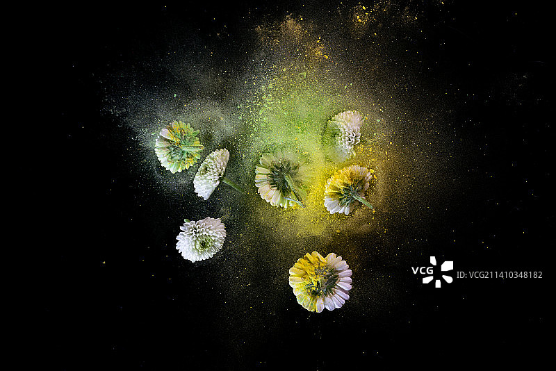 菊花和粉末在黑色背景上跳起来高速棚拍广告素材图片素材