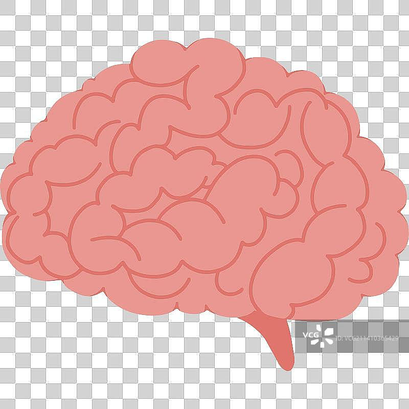 人体器官大脑手绘插画图片素材