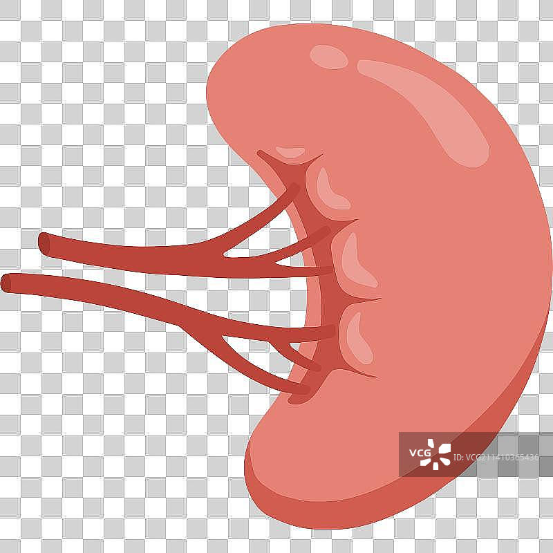 人体器官脾手绘插画图片素材