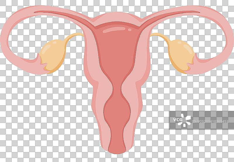 人体器官子宫手绘插画图片素材