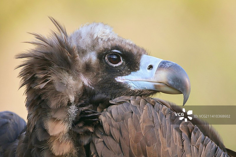 秃鹫特写图片素材