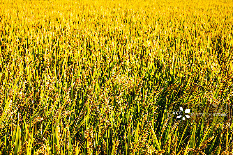 江苏苏州同里北联村秋季稻田图片素材