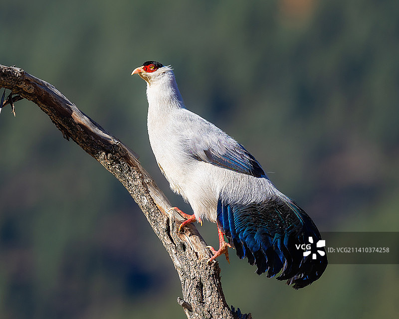 贡嘎山下的白马鸡图片素材