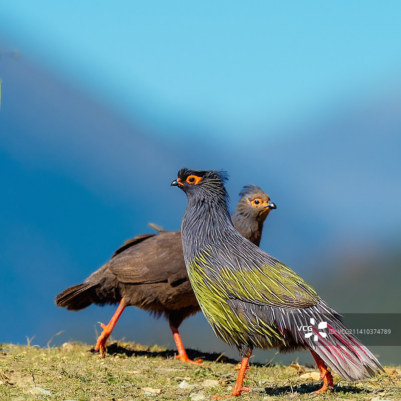 血雉的美姿图片素材