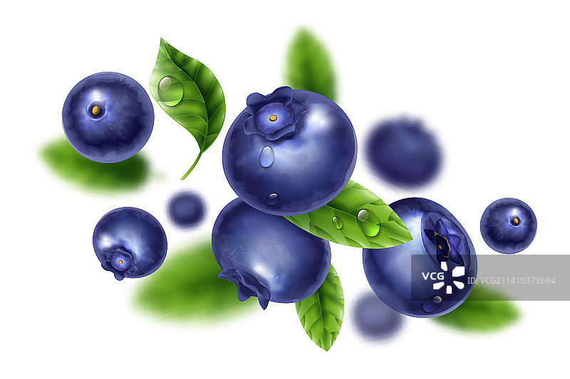 逼真的蓝莓图片素材