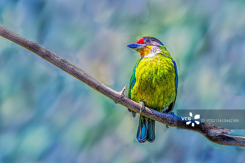 金喉拟啄木鸟----枝头秀萌图片素材