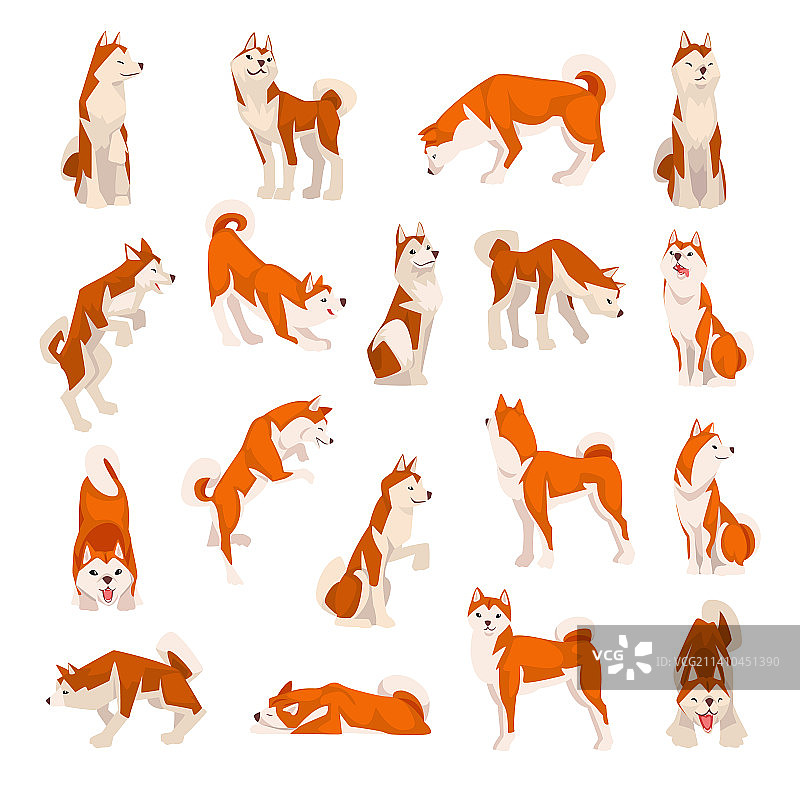 日本猎犬柴犬图片素材