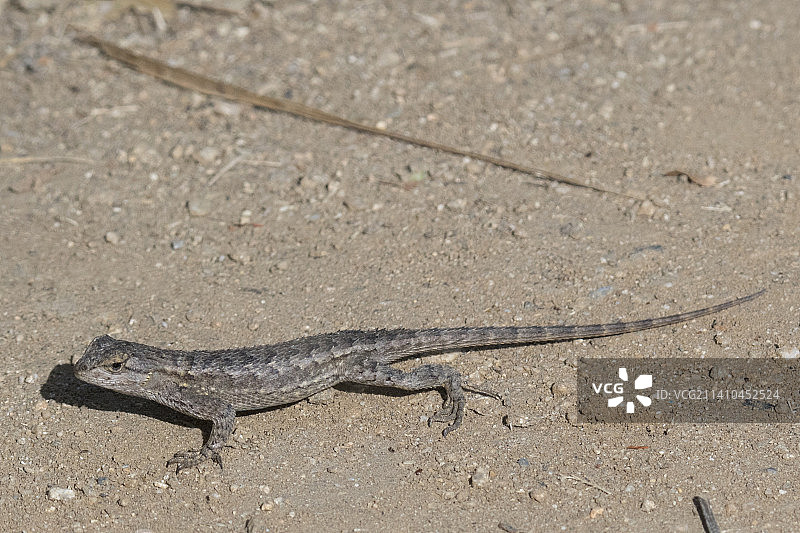 西部栅栏蜥蜴图片素材