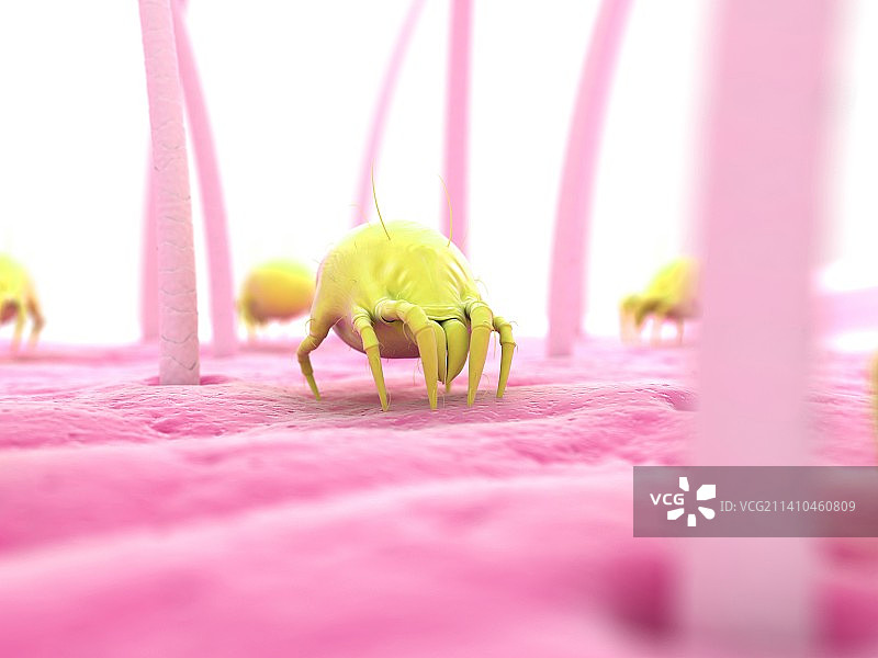 尘螨，艺术作品图片素材