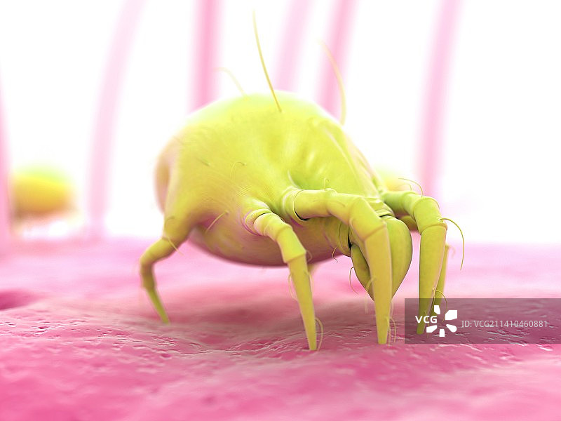 尘螨，艺术作品图片素材