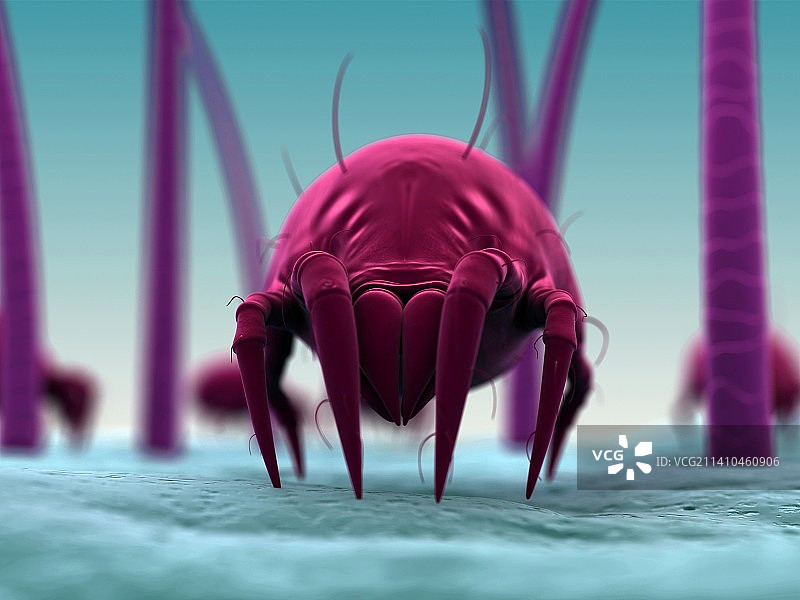 尘螨，艺术作品图片素材