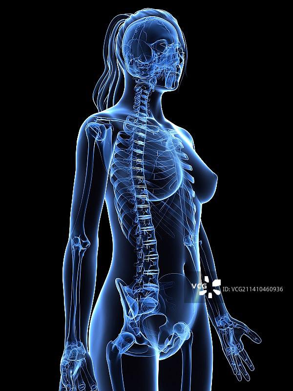 女性骨骼，艺术品图片素材