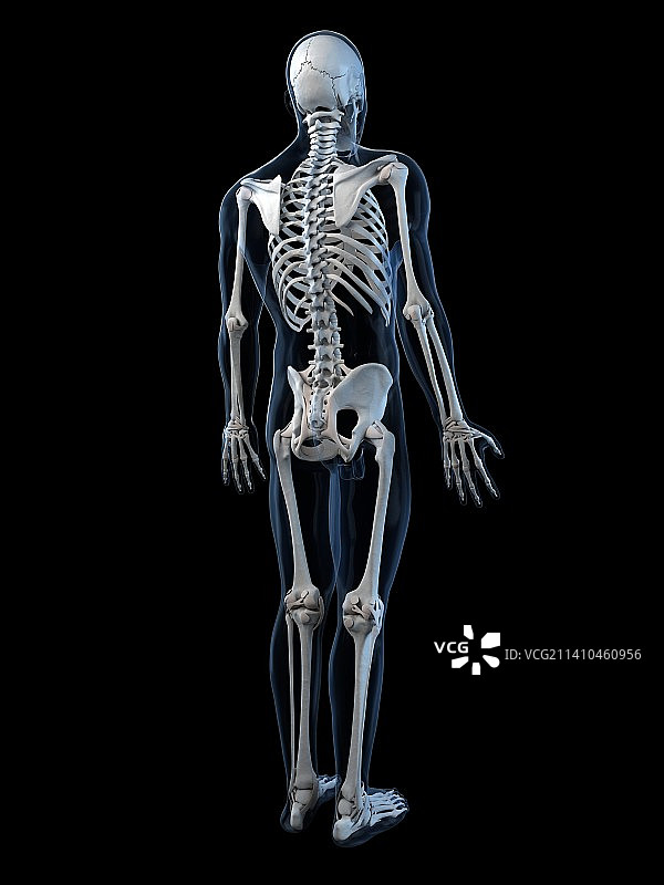 人类骨骼，艺术品图片素材