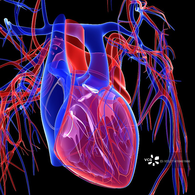心血管系统，人体解剖学插画图片素材