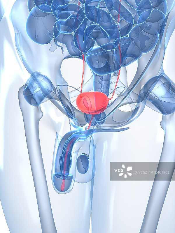 健康的泌尿道（医学插图）图片素材