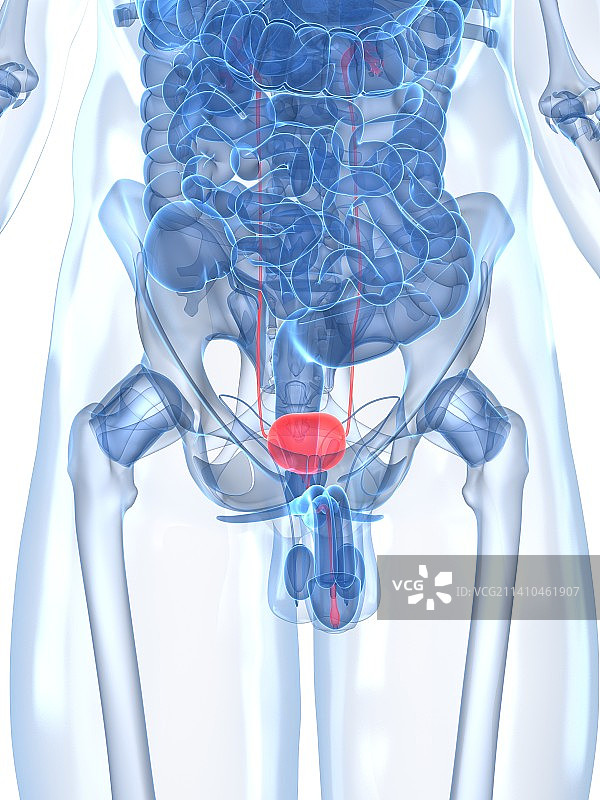 健康的泌尿道（医学插图）图片素材