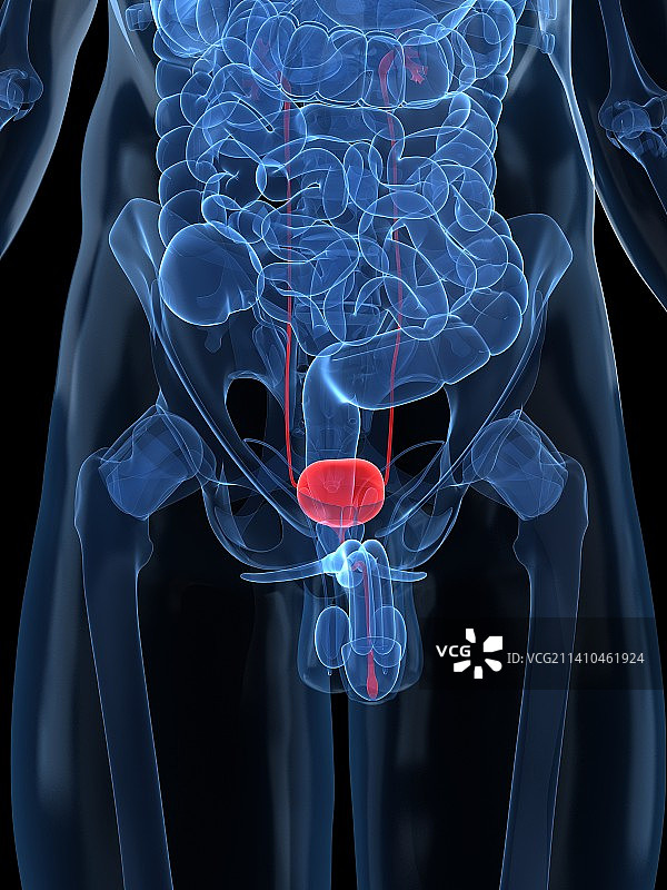 健康的泌尿道（医学插图）图片素材