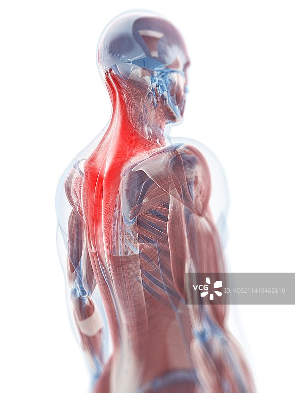 斜方肌艺术图图片素材