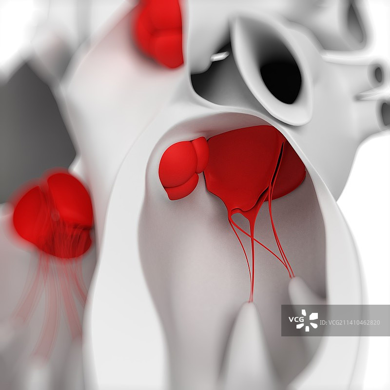 二尖瓣，艺术作品图片素材