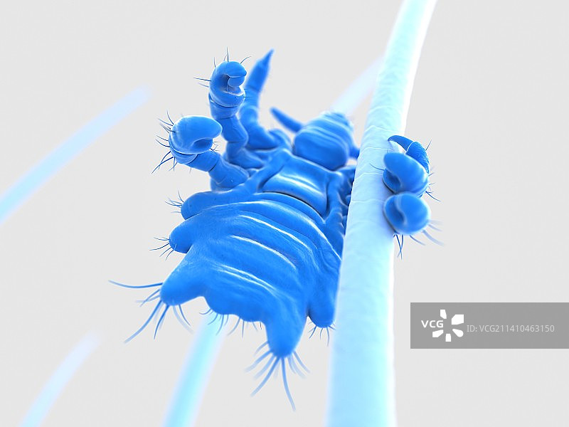 阴虱，艺术作品图片素材