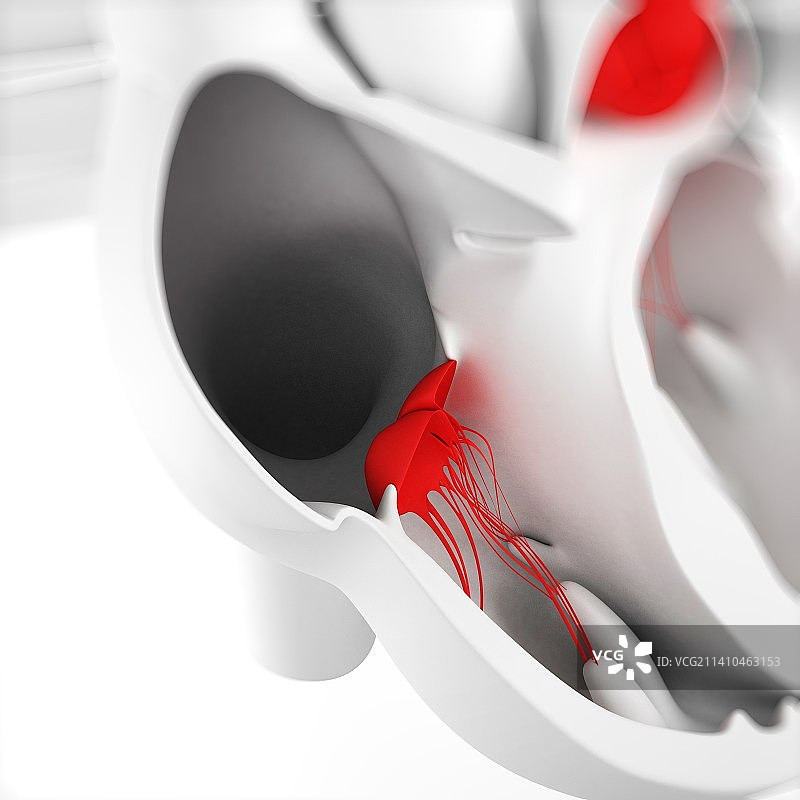 心脏瓣膜艺术插画图片素材