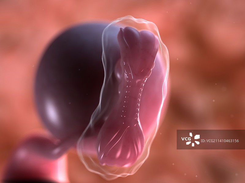 5周大的胎儿图片素材