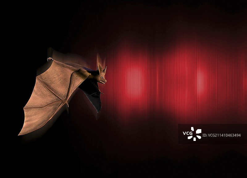 回声定位艺术作品图片素材