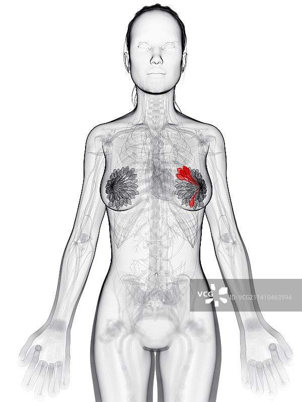 乳腺癌，人体解剖学插画图片素材
