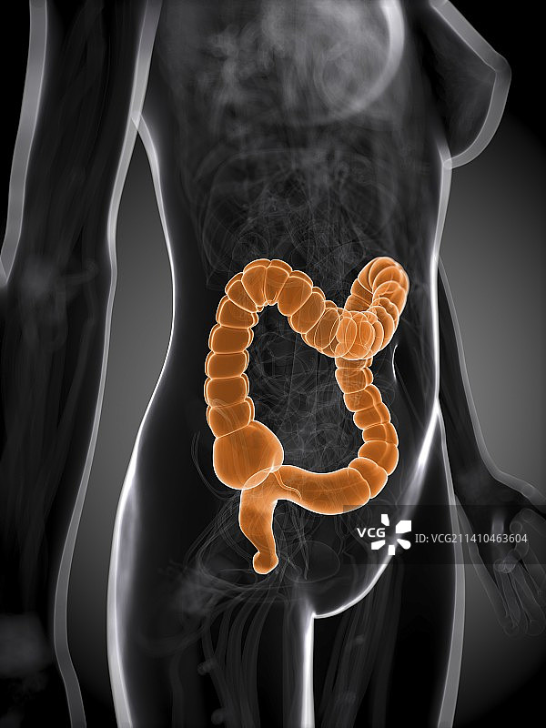健康的大肠，艺术作品图片素材