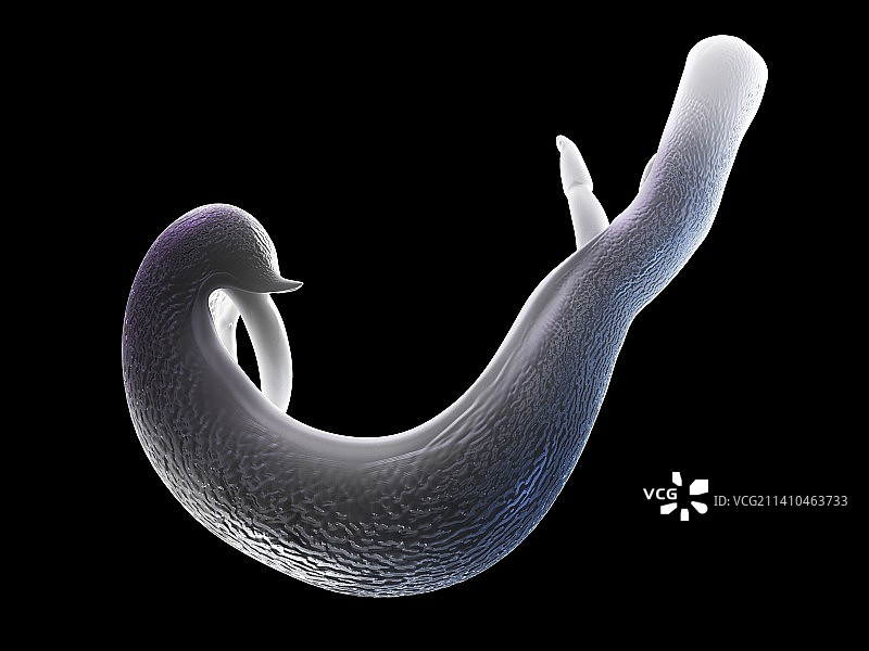 血吸虫吸虫艺术图图片素材