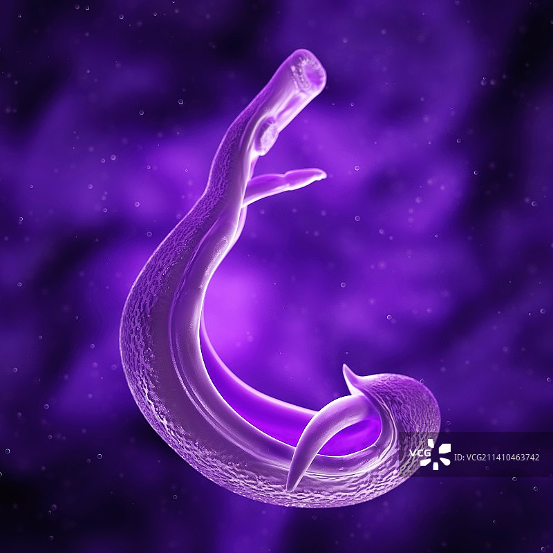 血吸虫吸虫艺术图图片素材