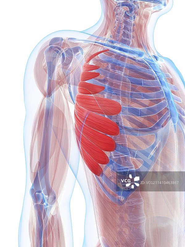 胸肌，艺术作品图片素材