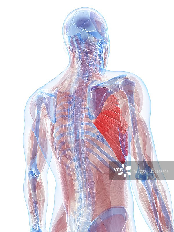 胸肌，艺术作品图片素材