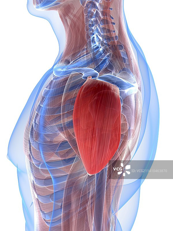 肩部肌肉图片素材