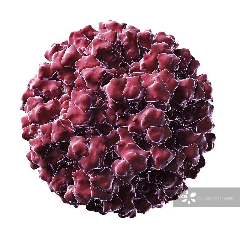 诺如病毒颗粒图片素材