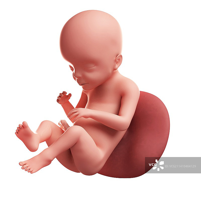 23周的胎儿，艺术作品图片素材