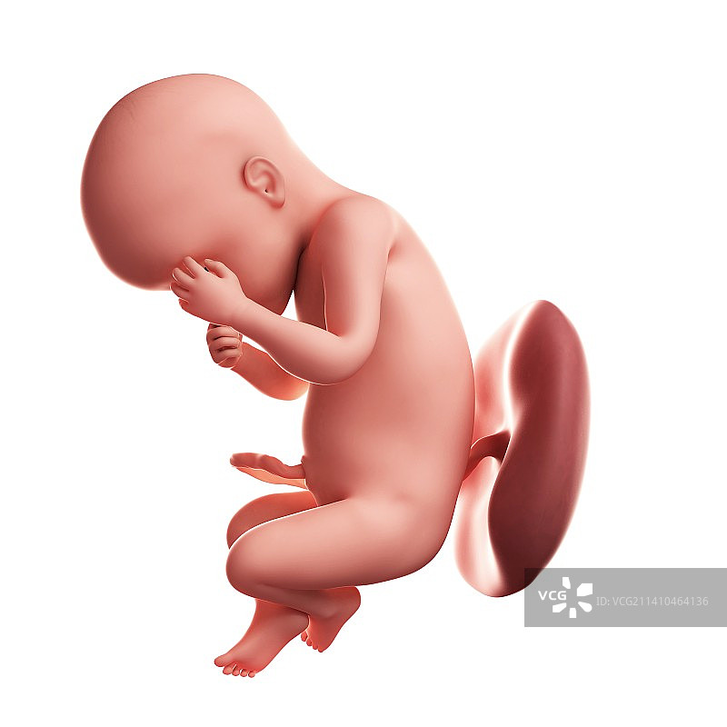 30周胎龄的胎儿图片素材