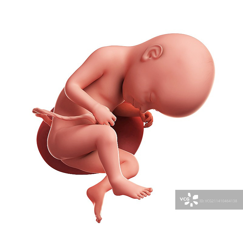 33周大的胎儿图片素材