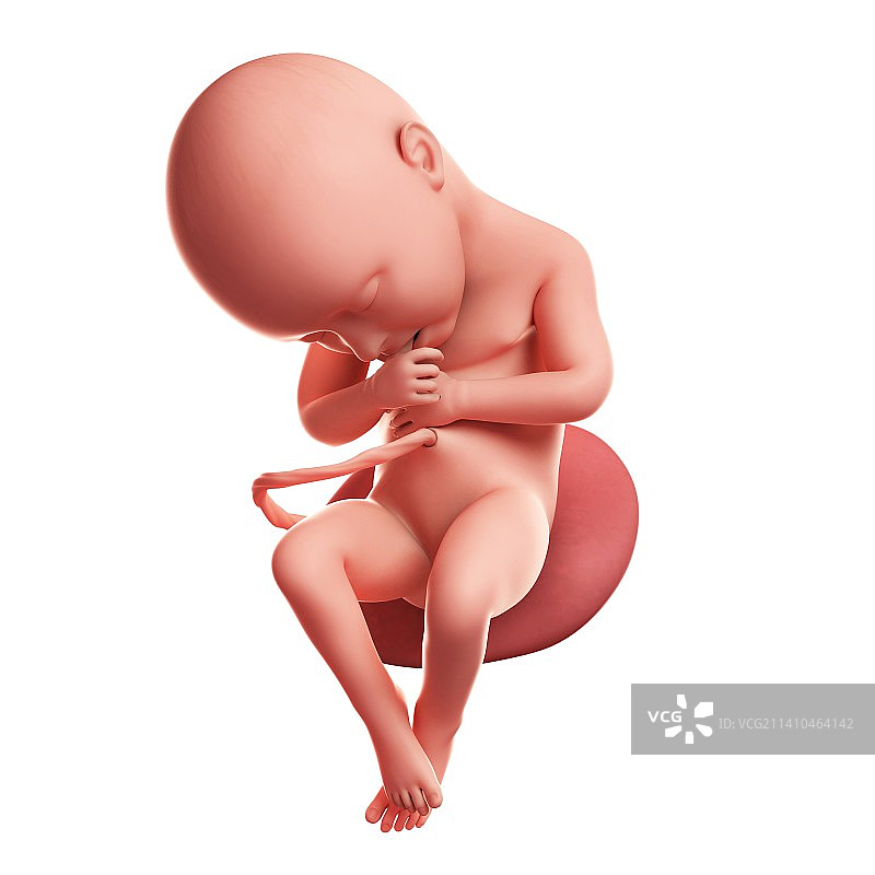 36周胎儿艺术图图片素材