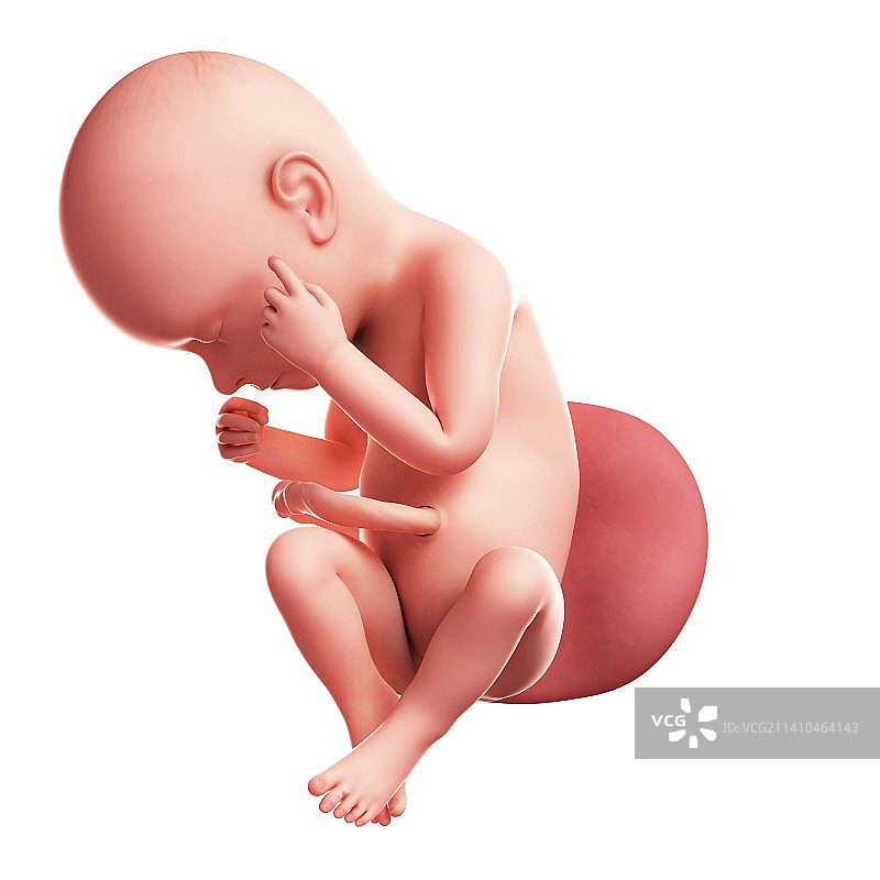 37周胎儿图片素材