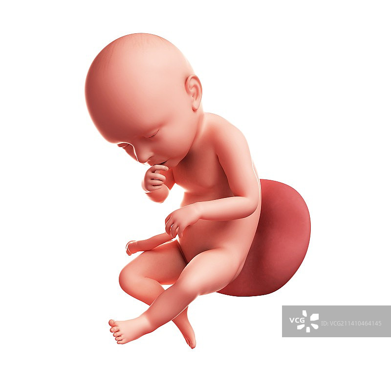 39周的胎儿，艺术作品图片素材