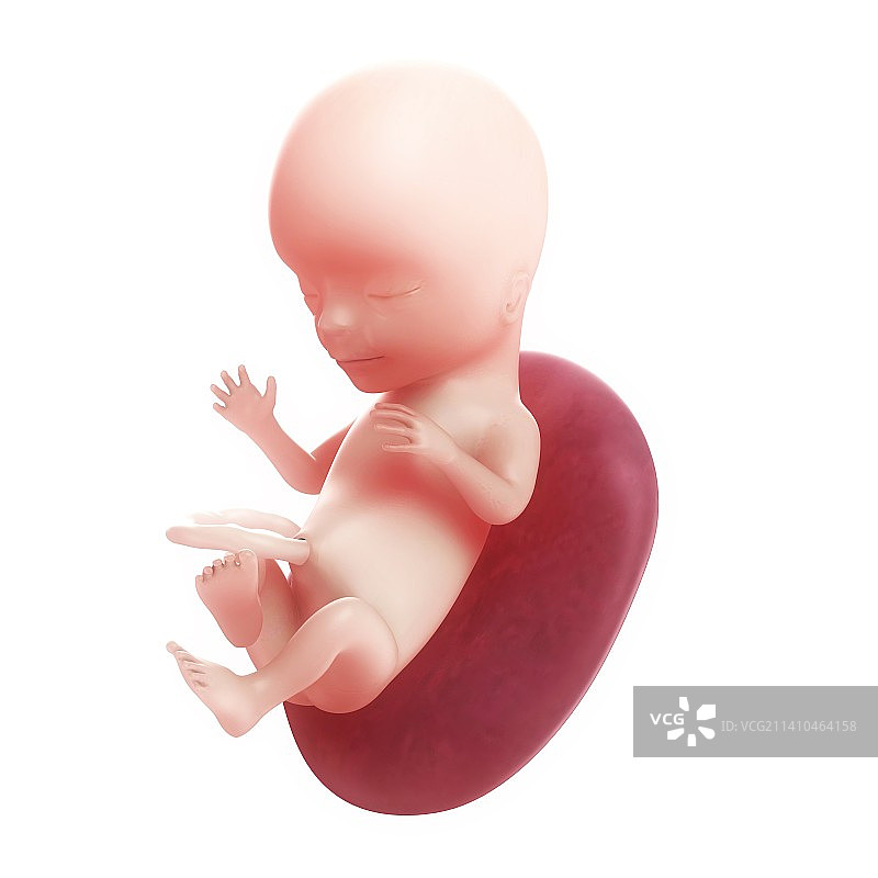 15周胎儿图片素材