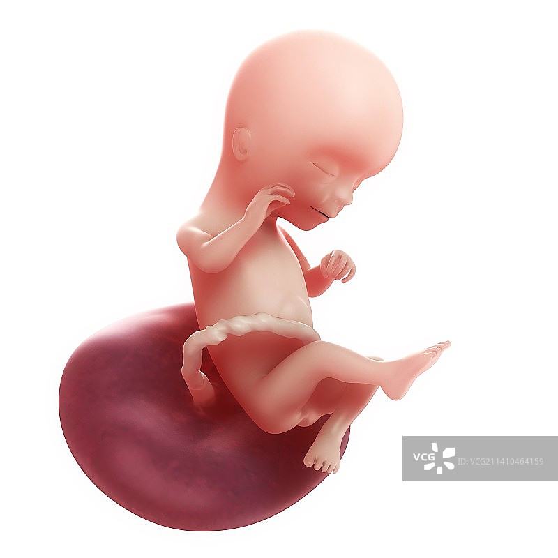 16周胎儿图片素材