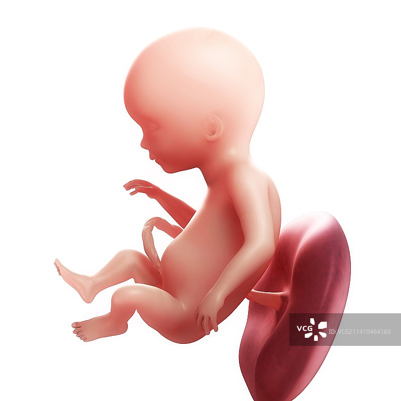 17周的胎儿，艺术作品图片素材