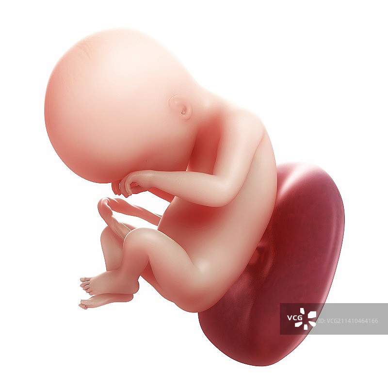 18周大的胎儿，艺术作品图片素材