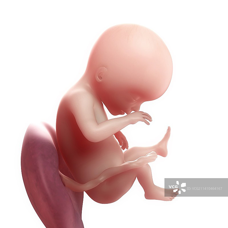 19周大的胎儿，艺术作品图片素材