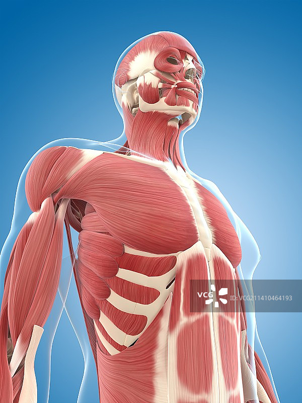 男性肌肉组织，艺术品图片素材