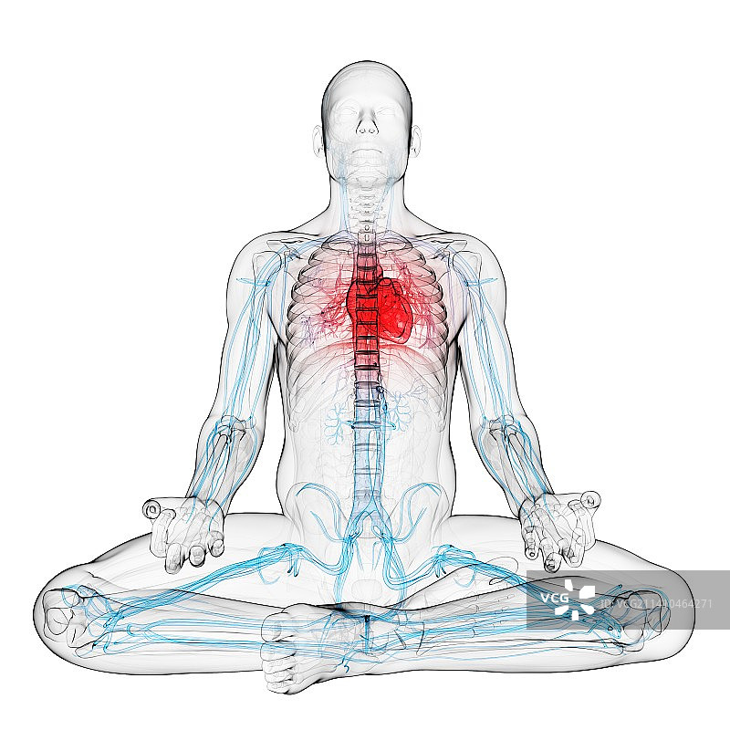 心血管系统，艺术品图片素材