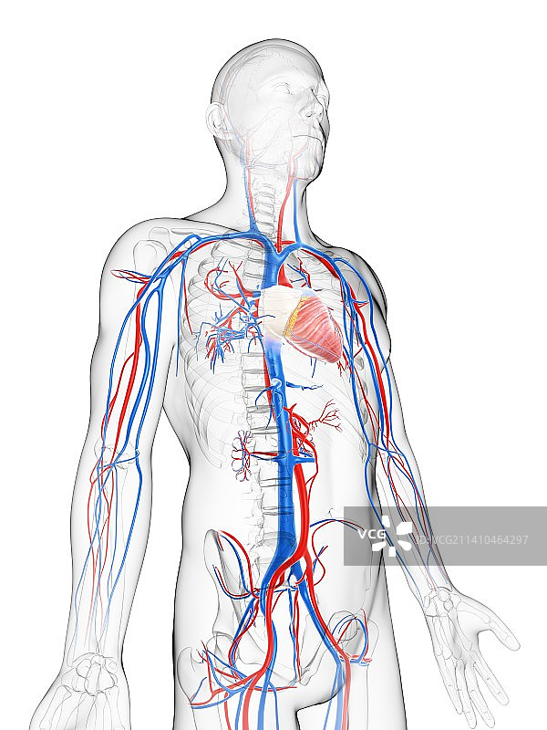 心血管系统，艺术品图片素材