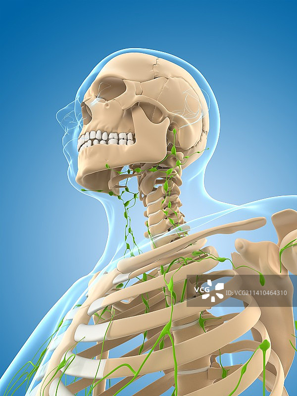 淋巴系统，艺术品图片素材
